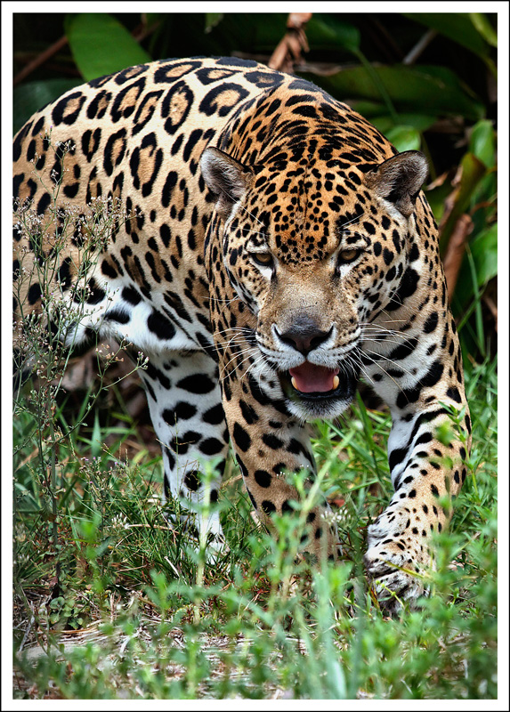Retour-du-jaguar-1.jpg