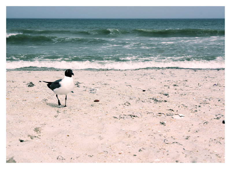 Une mouette by the beach.jpg